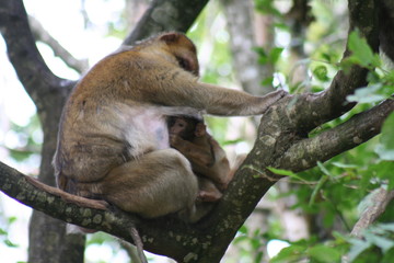 Obraz premium Singe mandrill 