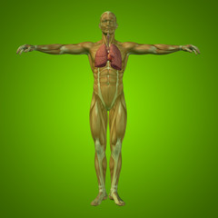 Conceptual anatomical human or man 3D respiratory system