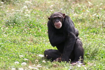 Singe macaque