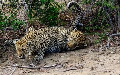 Female leopard with unresponsive male leopard