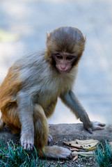 Funny young monkey at the edge of the observation deck railings.