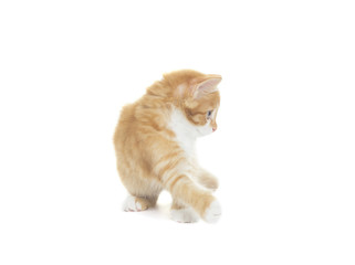 Playful red kitten on a white background isolated