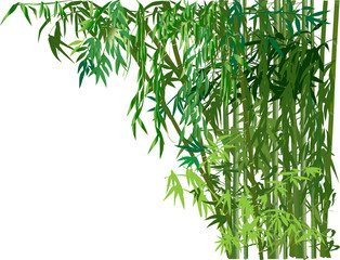 Naklejka premium dense green bamboo forest on white background