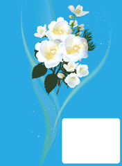 white rose flowers on light blue background