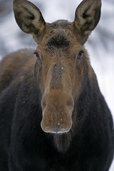 Cow Moose portrait