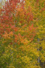 aspen autumn