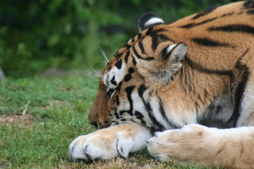 Tigre au repos