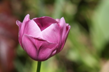 Obraz premium Tulire rose
