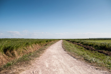 Fototapeta na wymiar Off road track in farm country