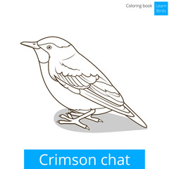 Crimson chat bird coloring book vector