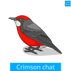 Crimson chat bird educational game vector
