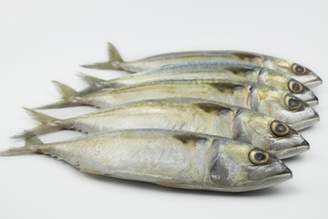 Fresh chub Mackerel on white background