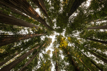 Fototapeta premium Sekwoje - Stout Grove