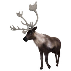 North American Caribou on White