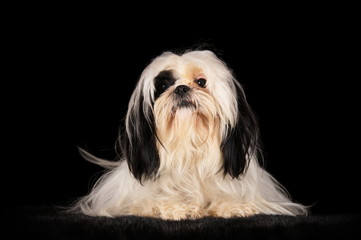 Shih-Tzu en studio sur fond noir