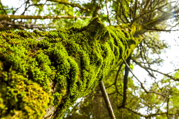 Fototapeta premium Coastal Rainforest of British Columbia