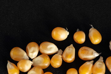 seed corn to make popcorn on black background
