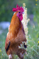 Portrait of young Rooster standing in grass