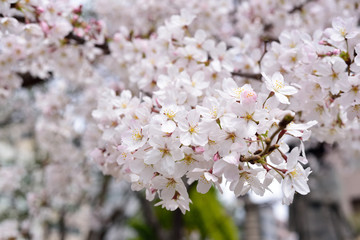 桜,小石川後楽園,Cherry Blossoms