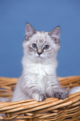 Fototapeta na wymiar Cute grey tabby Kitten standing in willow basket