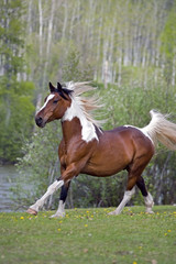 Obraz na płótnie Canvas Pinto Arabian gelding trotting in spring meadow