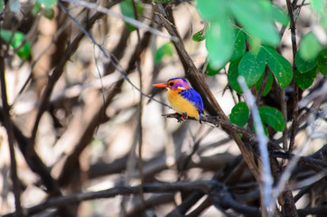 African pygmy kingfisher on a branch