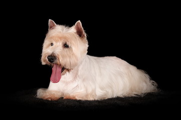 Westie en studio sur fond noir