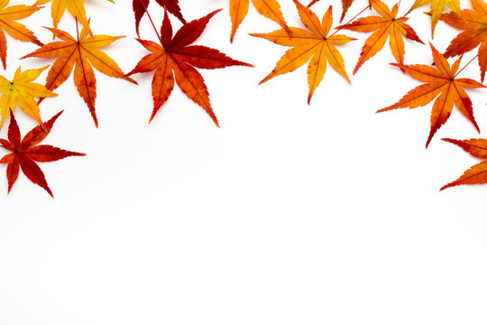 colorful maple leaves on white background
