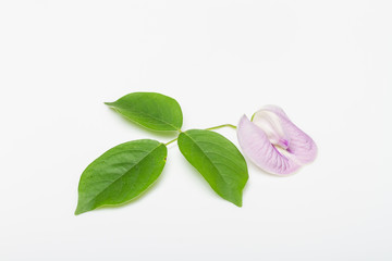 Cajanus crassus flower on white background