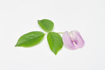 Cajanus crassus flower on white background