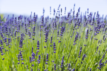 View of Fresh Lavender in Fields