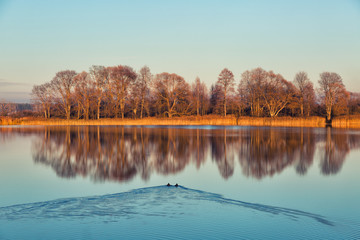 Ducks floating in the water, which reflects the trees