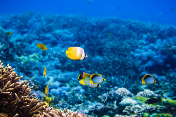 Fototapeta na wymiar beautiful corals and fish