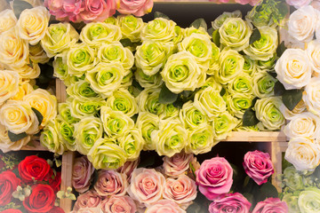 image of beautiful   colorful roses background