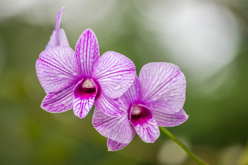 Naklejka na ściany i meble Beautiful fresh orchid after rain.