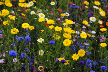 eine Kornblume in einem Blütenmeer