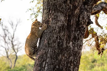 Fotobehang leopard cub climbing down from a tree © jtplatt