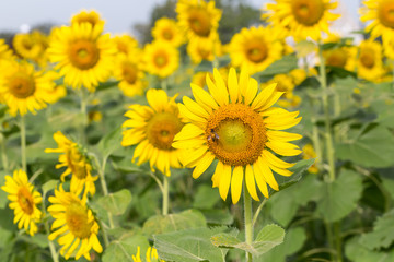 sunflowers in the farm with bee