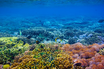 Naklejka premium beautiful corals and fish