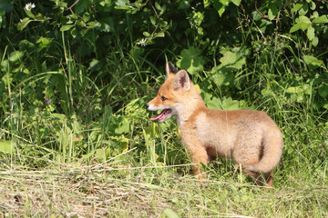 Naklejka na ściany i meble Red young fox in a dense grass on the fringe of the forest