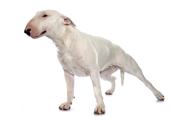 female bull terrier