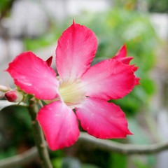 The close up of beautiful pink nerium oleander flower.