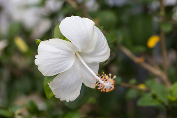 hibiscus flower