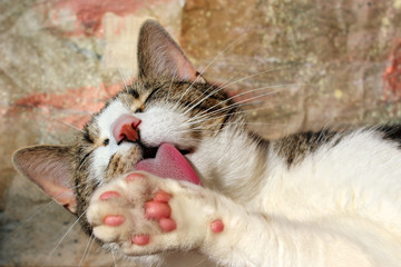 Verhalten Katze, Fellpflege, putzen