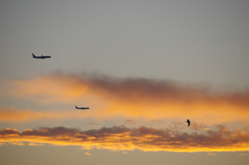 Fly as a bird