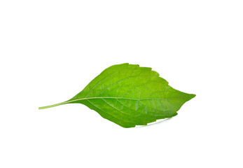 Indian Tree Basil on white background