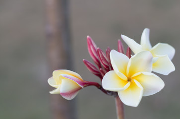 White and yellow plumeria flowers (plumeria)