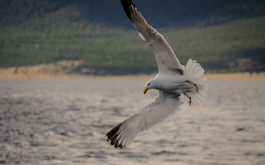 Горы и скалы Алтая. Россия, тайга, леса и вершины. Mountains and rocks of Altai. Russia, taiga, forests and peaks.