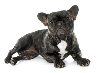 brown french bulldog