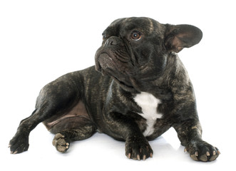 brown french bulldog